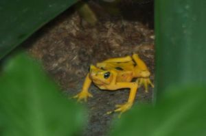 Golden Tree Frog